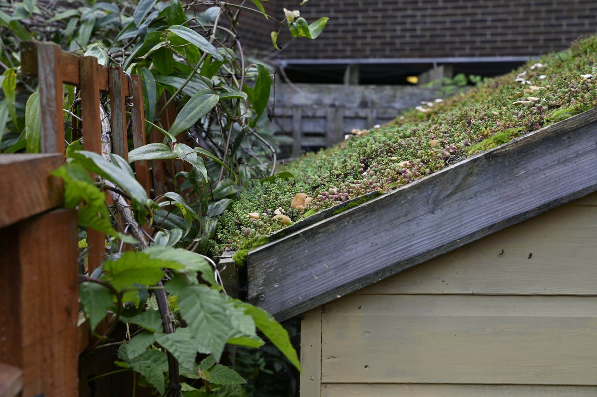 green roof in urban environment eco roofing on a garden shed